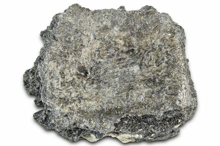Fossil Glyptodont (Glyptotherium) Bony Armor Osteoderm - Florida #362351